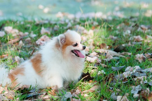 The dog is in the lawn cute in the morning.