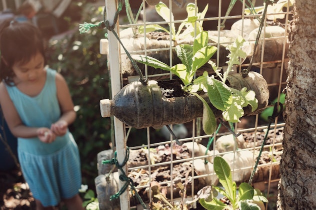 growing lettuce in used plastic bottles, reuse recycle eco concept, montessori homeschool education