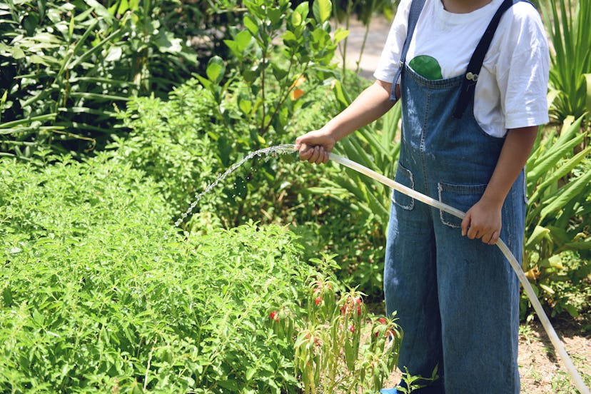 Gardening woman hand holding pouring water on plant with rubber tube garden in the summer 