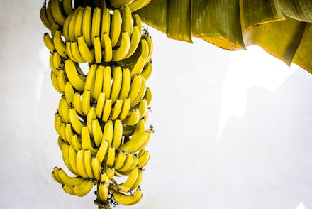 yellow bananas on palm tree