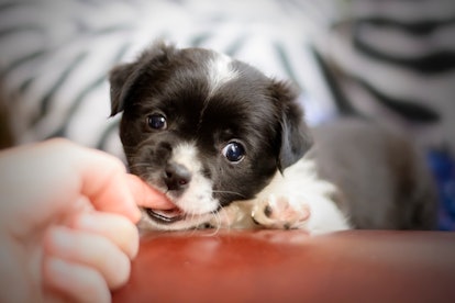 Lana, a small mestizo puppy, biting the photographer's finger while trying to make her first photo s...