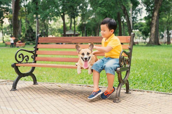 Children and dogs outdoors. Asian little boy enjoying and playing in park with his adorable Pembroke...