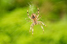 Big spider on his web