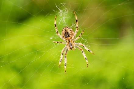 Big spider on his web