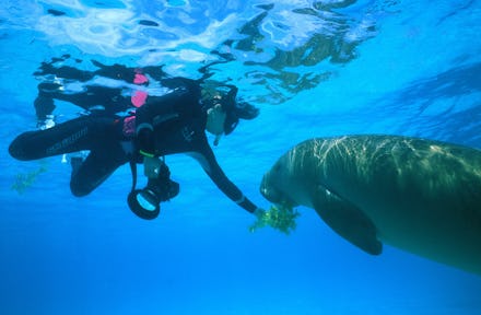 Wild Dugong (Dugong dugong) taking sea grass from snorkeler. Kota Kinabalu, Sabah, Malaysia.