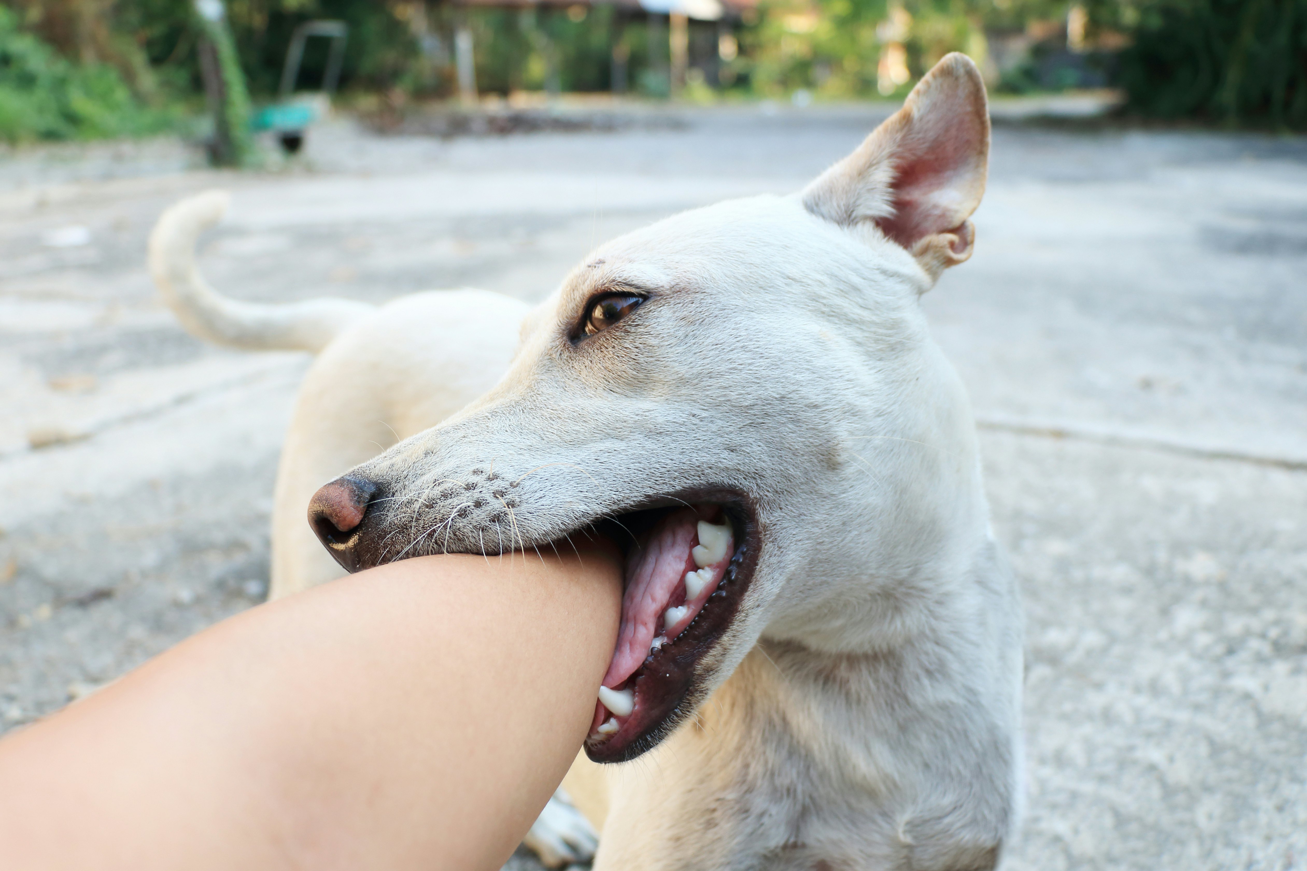 Сон кусает собака за руку без крови