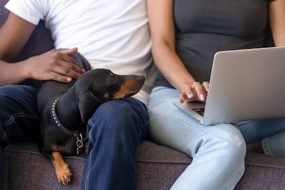 Close up African American couple in love using laptop, sitting on cozy sofa together, dog lying on m...