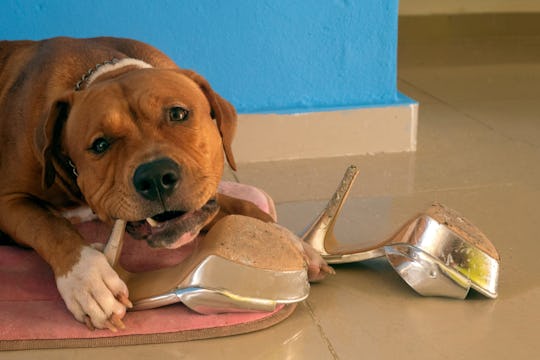 How to stop dogs from eating shoes Clearance