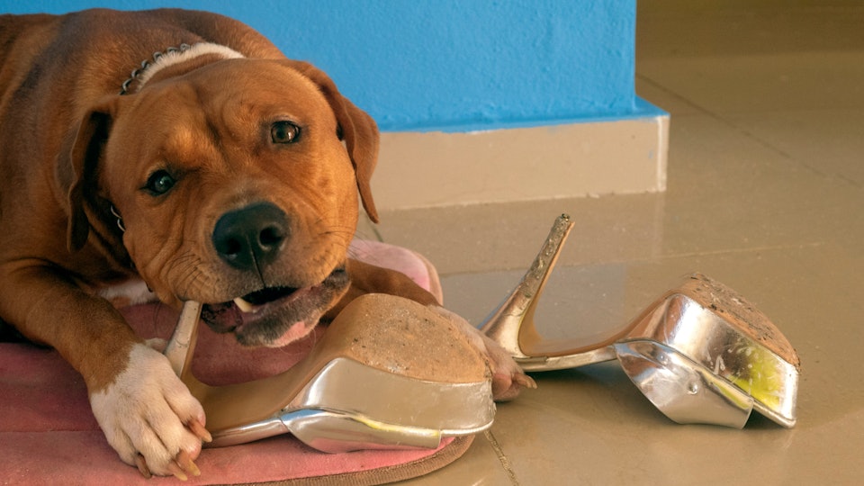 Get 15 Toys For Dogs Who Chew Everything Because You Re About To Run For Android Wallpaper 15 Toys For Dogs Who Chew Everything Because You Re About To Run For Free