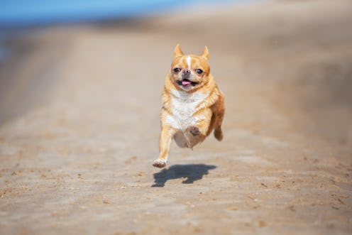 chihuahua dog running on the beach