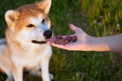 Feeding happy akita inu dog with treats	