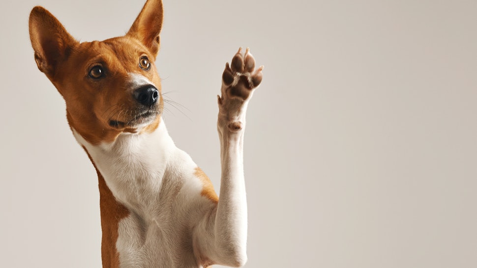 How To Get Your Dog To Stop Shedding According To Experts