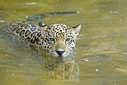 Jaguar (Panthera onca) cub swimming