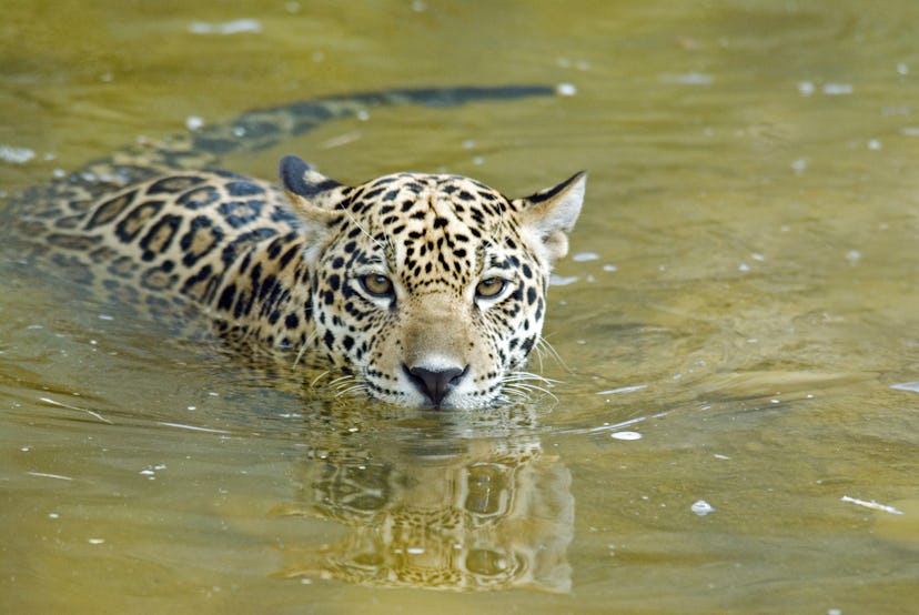 Jaguar (Panthera onca) cub swimming