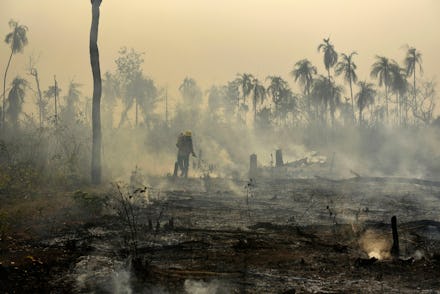 Released by Ibama, the Brazilian Environmental and Renewable Natural Resources Institute, members of...