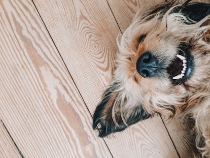 Cute dog smiling while lying on a wooden floor with its nose up showing white teeth