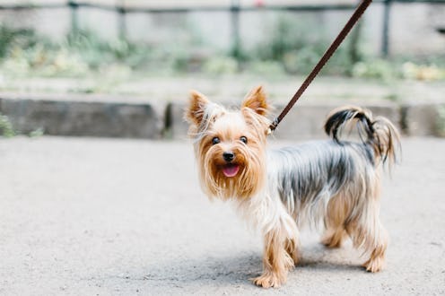 dog on a leash