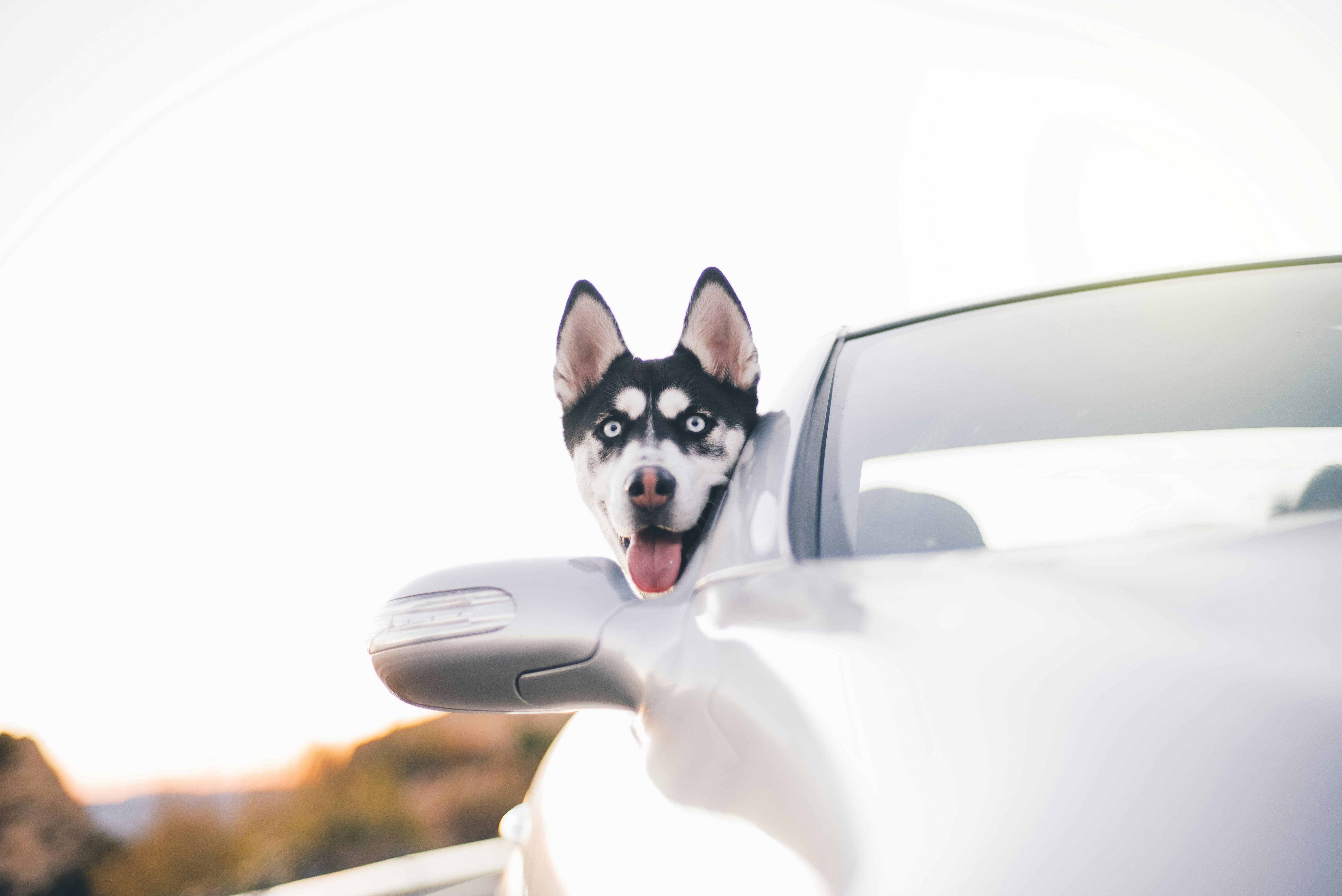 How To Get Dogs To Like Car Rides If They're A Bit Anxious About Them