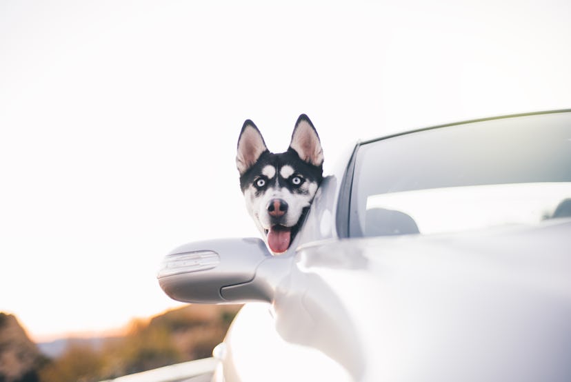 Siberian husky dog car window.