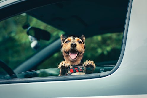 Dog and car