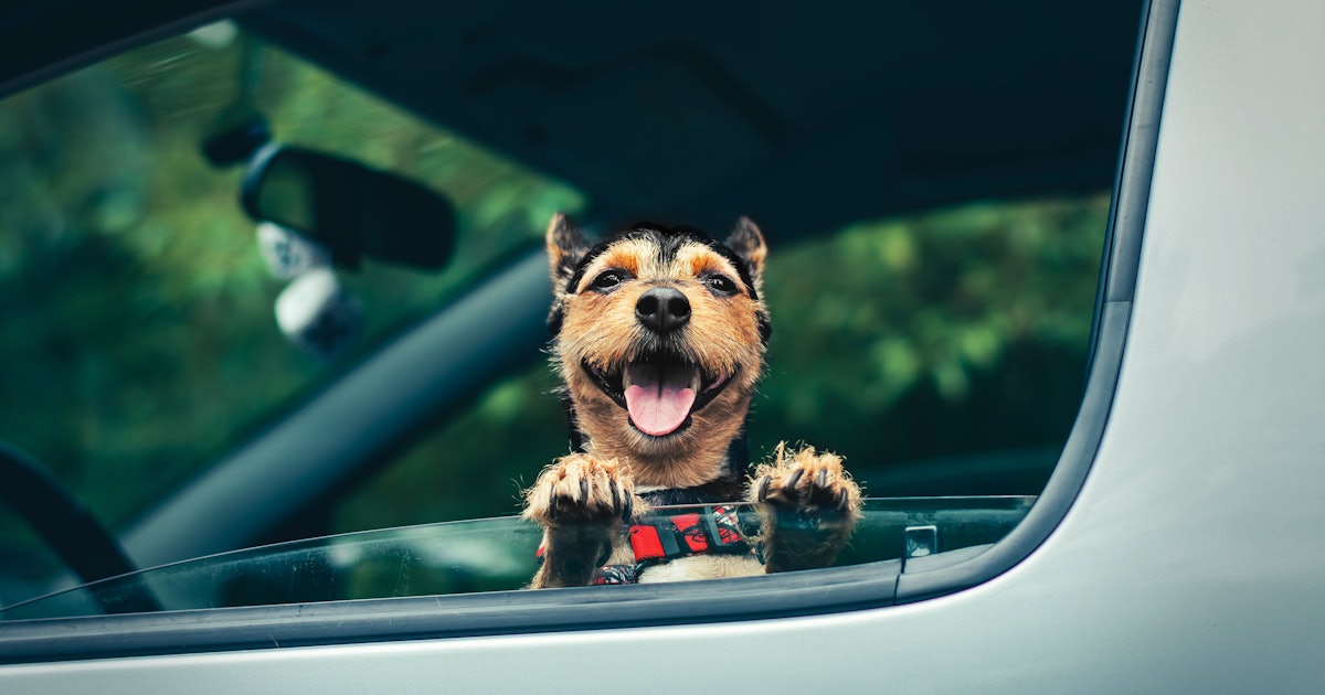 How To Get Dogs To Like Car Rides If They're A Bit Anxious About Them, According To Experts