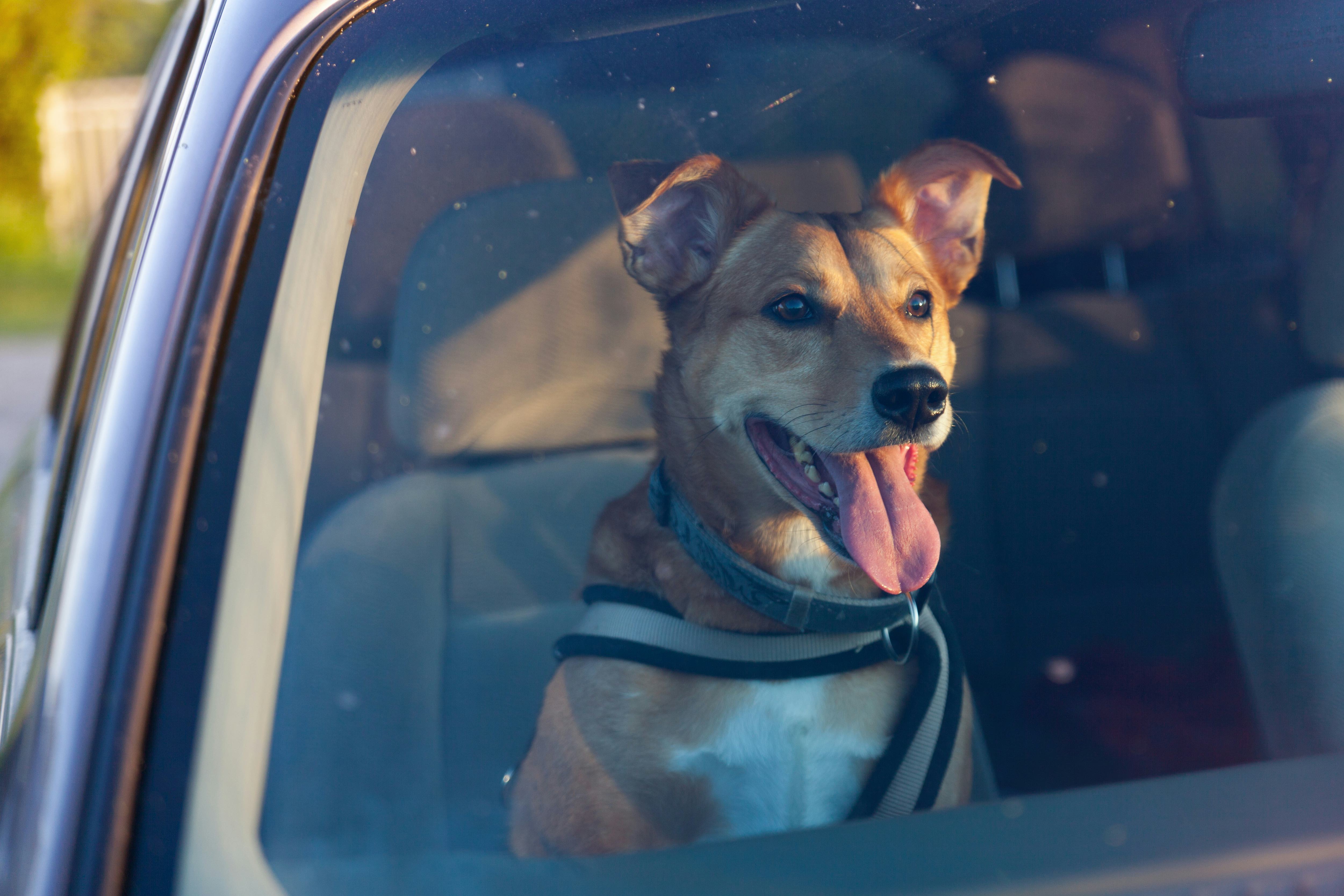 How To Get Dogs To Like Car Rides If They're A Bit Anxious About Them