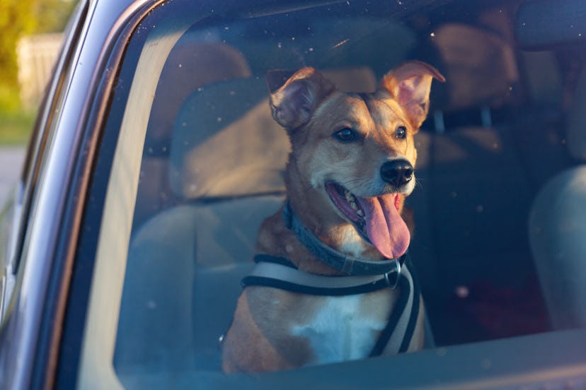 Attractive happy ginger mixed breed dog in car protected by seat belt. Pets summer vacations, travel...