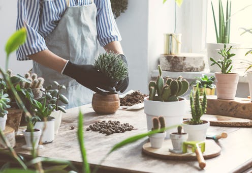 Woman gardeners hand transplanting cacti and succulents in cement pots on the wooden table. Concept ...
