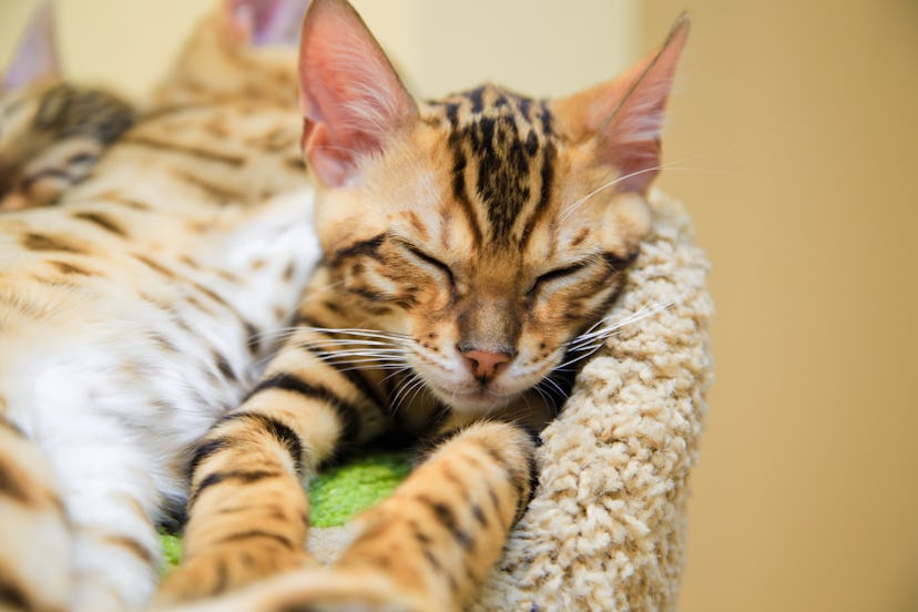 Bengal cat. Leopard cat