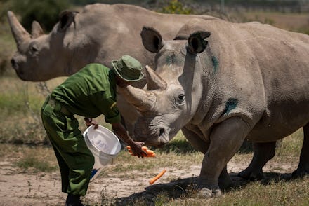 Female northern white rhinos Fatu, 19, right, and Najin, 30, left, the last two northern white rhino...