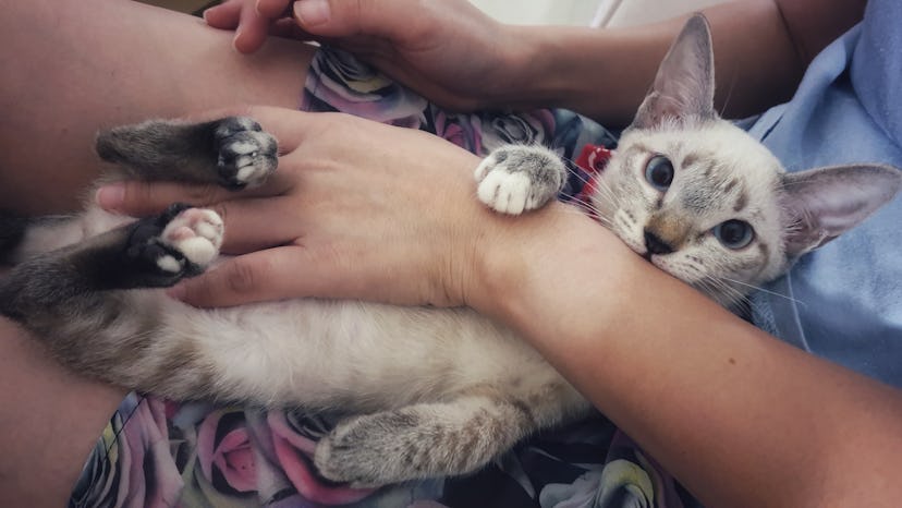 Kitten playing and biting owner's hand.A adorable cat lying on owner lap.A cat looking camera.