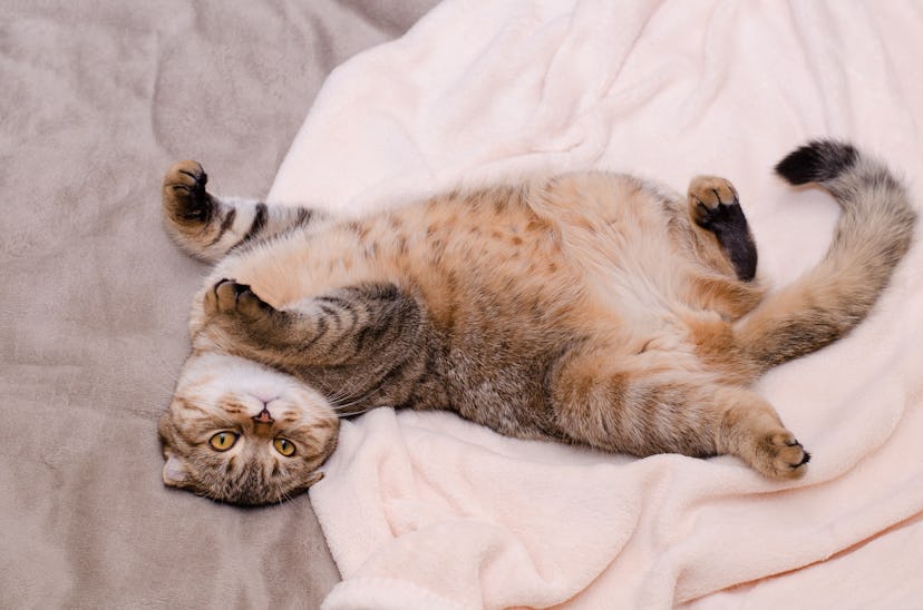 Scottish Fold cat, brown tabby lying belly up on its back. Looking into the camera