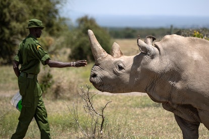 A ranger reaches out towards female northern white rhino Najin, 30, one of the last two northern whi...