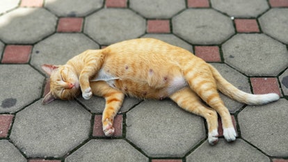 Pregnant cat. Pregnant cat sleeping on concrete brick floor.