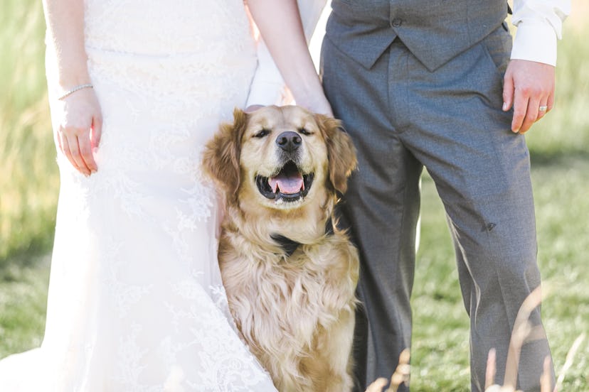 Wedding dog and couple celebrate