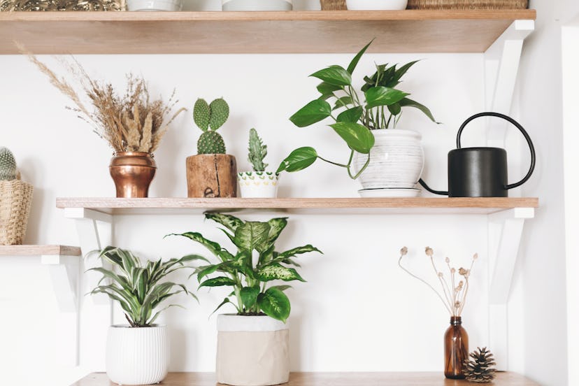 Stylish green plants, black watering can, boho wildflowers on wooden shelves. Modern hipster room de...