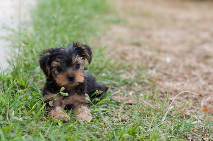 Puppy Yorkie on the grass