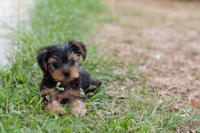 Puppy Yorkie on the grass