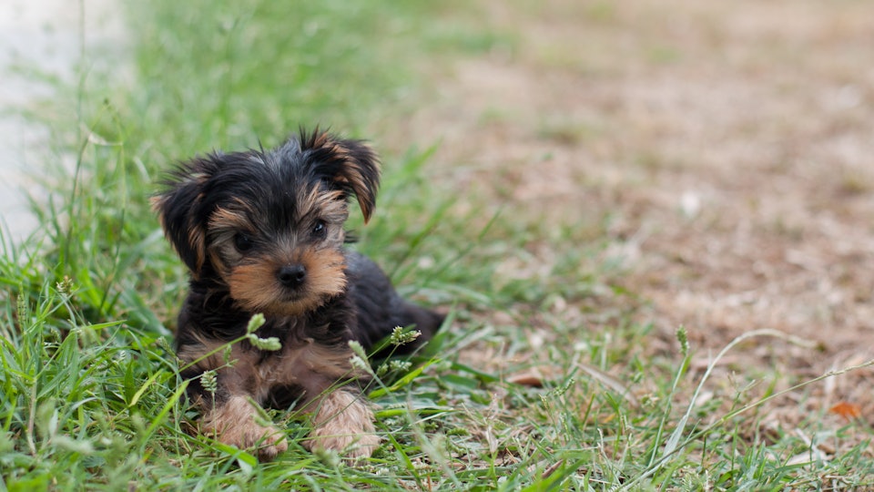 10 Low Maintenance Dog Breeds To Choose From Because Your Life Is
