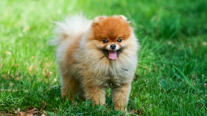
Pomeranian spitz. Cute fluffy charming red-haired Pomeranian Spitz in full growth on the grass in t...