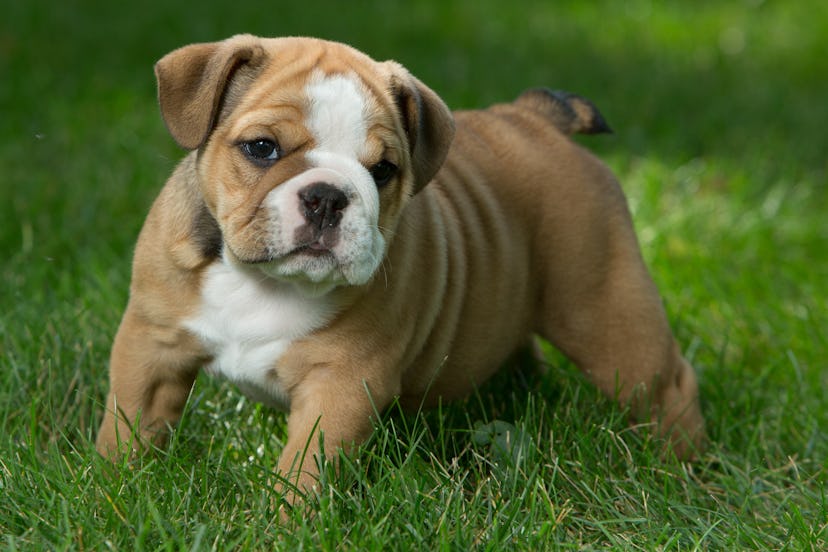 Cute brown, black, and white English Bulldog puppies