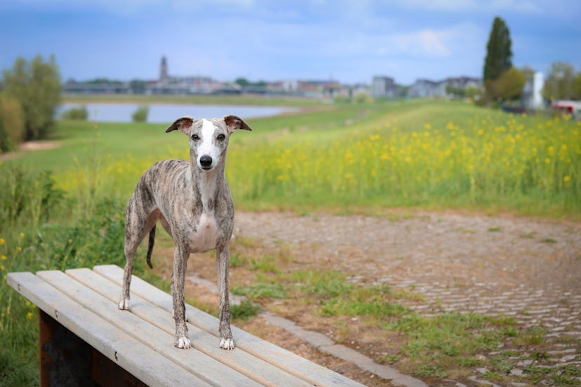Picture of a whippet dog