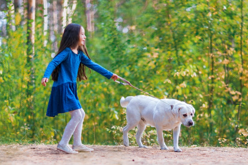 Girl running with a golden retriever in summer park. Child walking with a dog on a leash