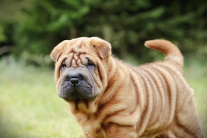 Shar Peis are one of the best low maintenance dog breeds for people who work full time.