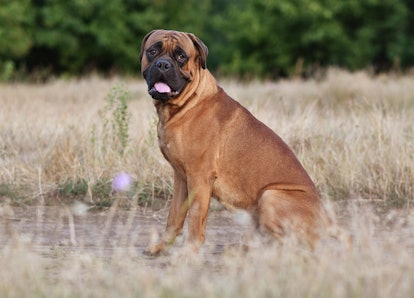 Bullmastiffs are one of the best low maintenance dog breeds for people who work full time.