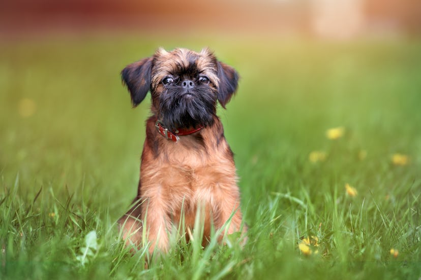 brussels griffon puppy posing at sunset  