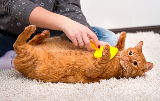 Woman combing her redhead cat