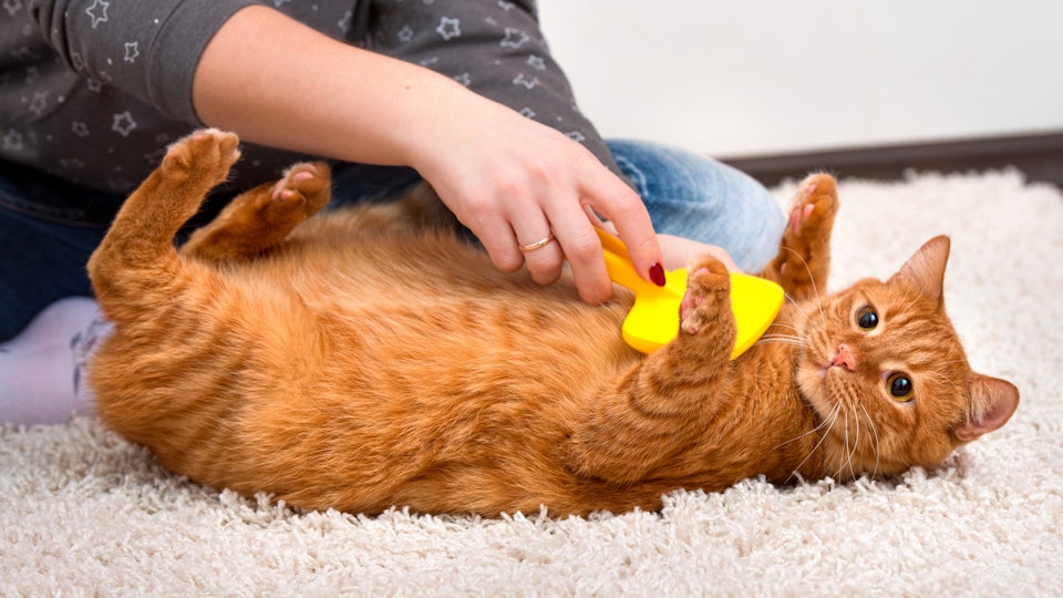 25 World Cat Day 2019 Memes That Ll Speak To Your Cat Loving Soul