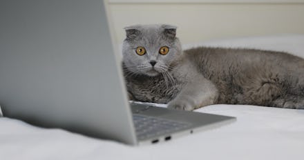 A gray cat is resting on the bed near the laptop. Scottish Fold breed.