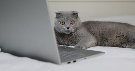 A gray cat is resting on the bed near the laptop. Scottish Fold breed. 